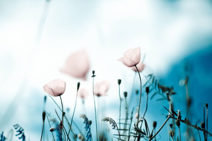 shutterstock_55093153 (2)